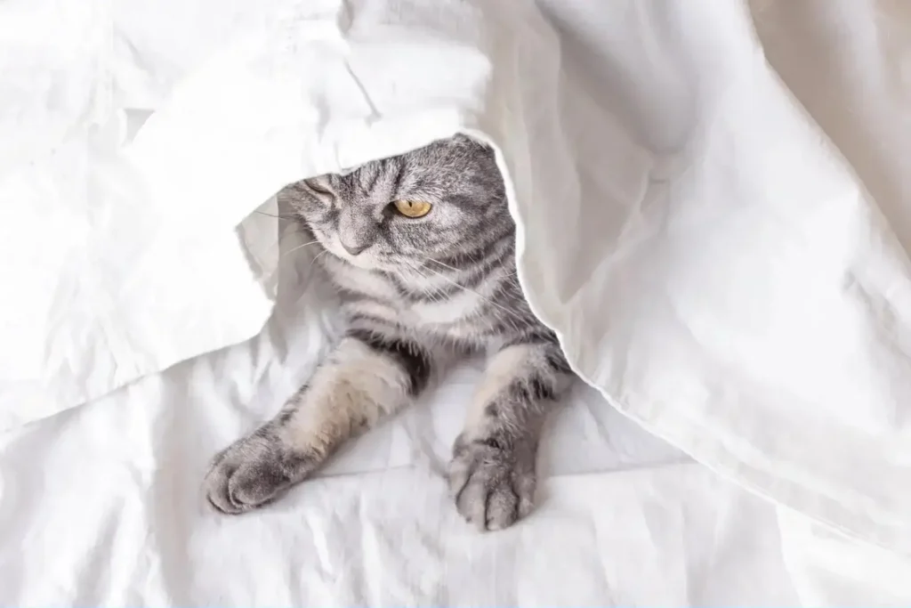 PET BED SHEET CARE